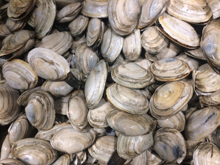 Maine's clam harvest continues to decline, as the value of Maine's clams dipped by nearly $4 million last year.