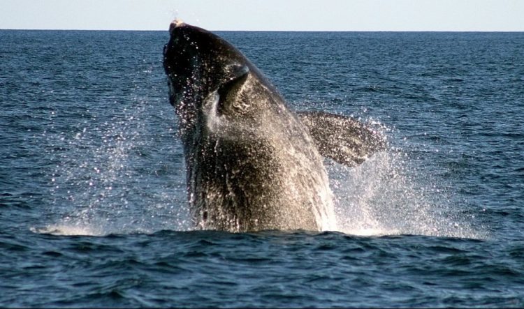 A right whale breaches off Boothbay Harbor. A $700,000 federal grant will help determine how much fishing gear entanglement and ship strikes are contributing to the species' rising mortality.