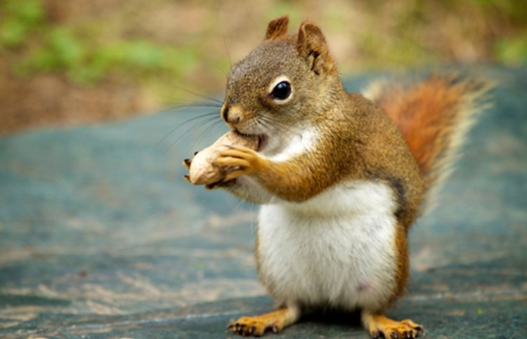 Maine native Mikel Delgado found that squirrels make complicated decisions, such as whether to hoard a nut or eat it immediately.