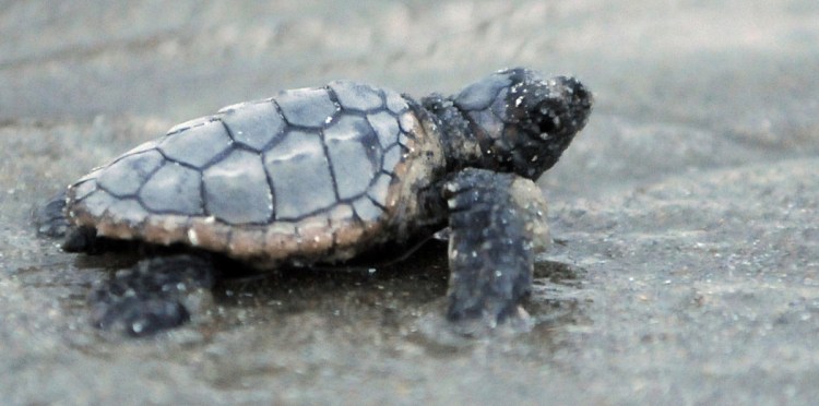 A loggerhead sea turtle at South Carolina's Myrtle Beach State Park makes its way to the Atlantic Ocean.