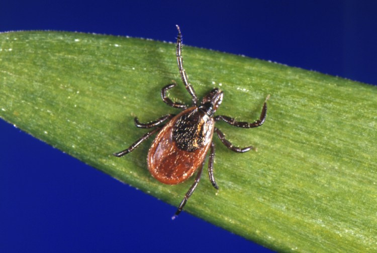 A blacklegged tick, also known as a deer tick, rests on a plant in this photo provided by the U.S. Centers for Disease Control and Prevention in Atlanta.