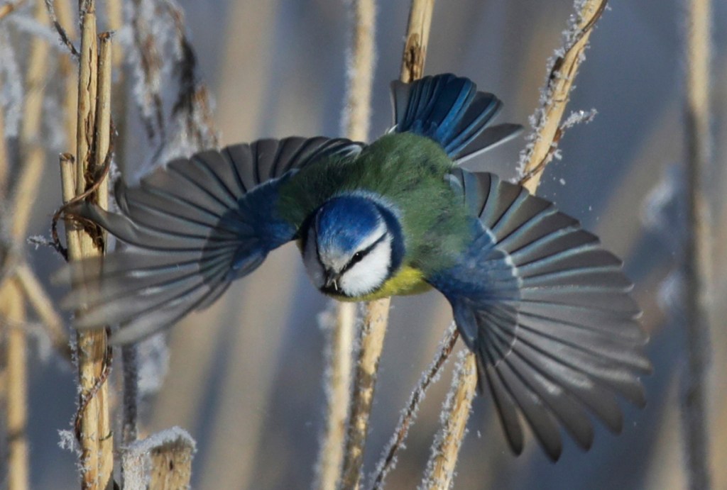 The Eurasian sparrow hawk's prey, a blue tit, flies among dried plants covered with hoarfrost near the Belarus village of Dukora, some 25 miles southeast of Minsk.
