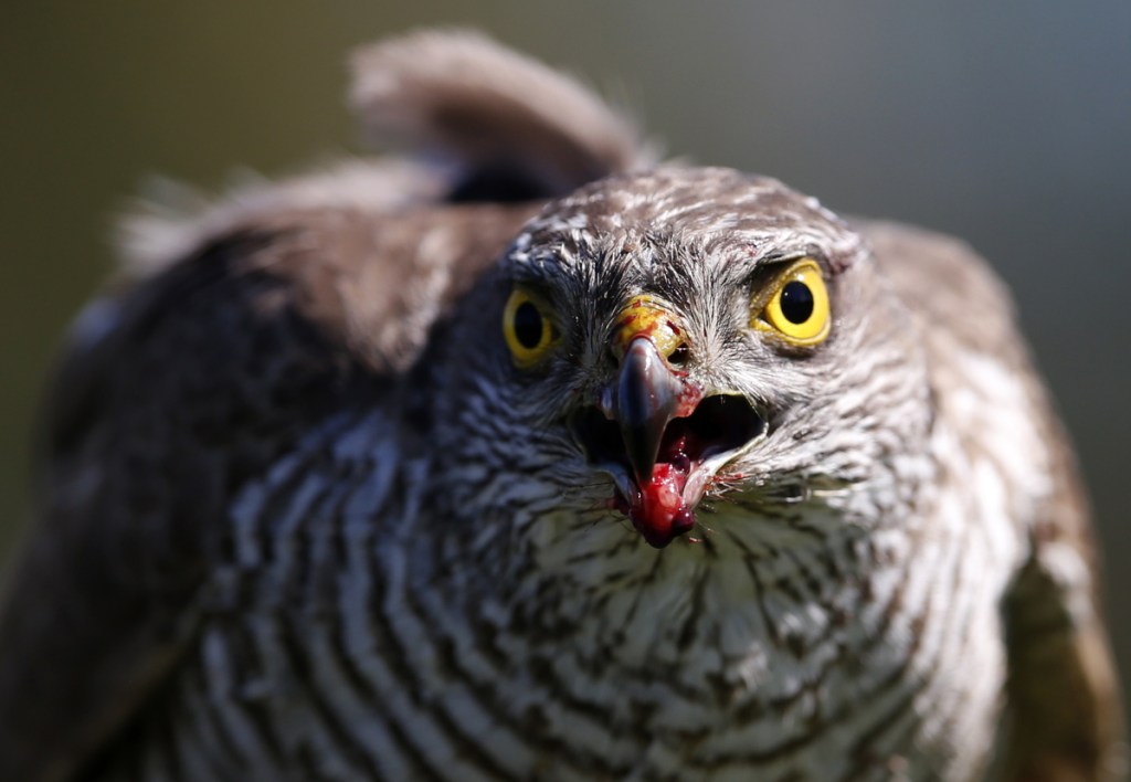 In the Netherlands, the Eurasian sparrow hawk has been late for dinner because its prey, the blue tit, over 16 years has arrived almost six days earlier than the hawk, according to a study published Monday in the Proceedings of the National Academy of Sciences.