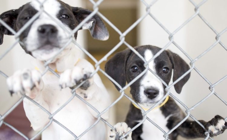 These pups were brought to a Maine shelter from Georgia. Our success with adoption and spay-neuter programs means there aren't enough dogs here to fill demand.