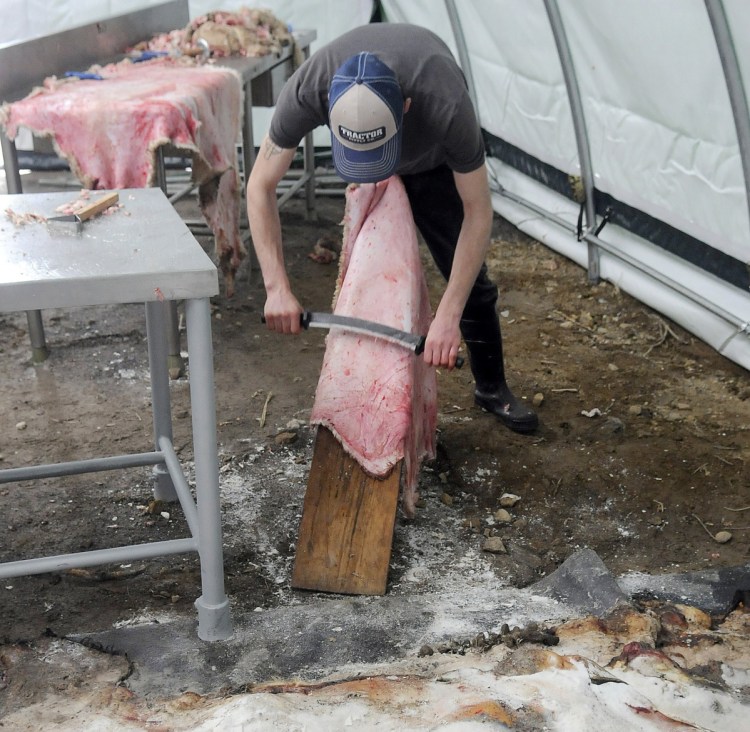 Will Willards skins a sheep with a fleshing knife at the slaughterhouse for Central Maine Meats in Richmond in 2016.