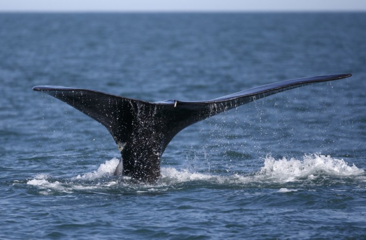 A rare whale feeds on the surface of Cape Cod Bay off Plymouth, Mass.