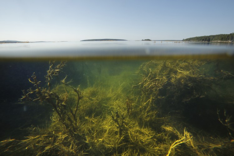 The Gulf of Maine, as seen in 2015, has been filling with unusually warm water in recent months. 