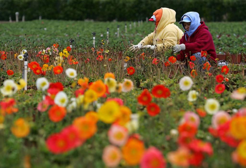 Migrant workers tend a field of flowers in Salinas, Calif. Some business owners say they cannot remain profitable without foreign labor, especially during their busy seasons.