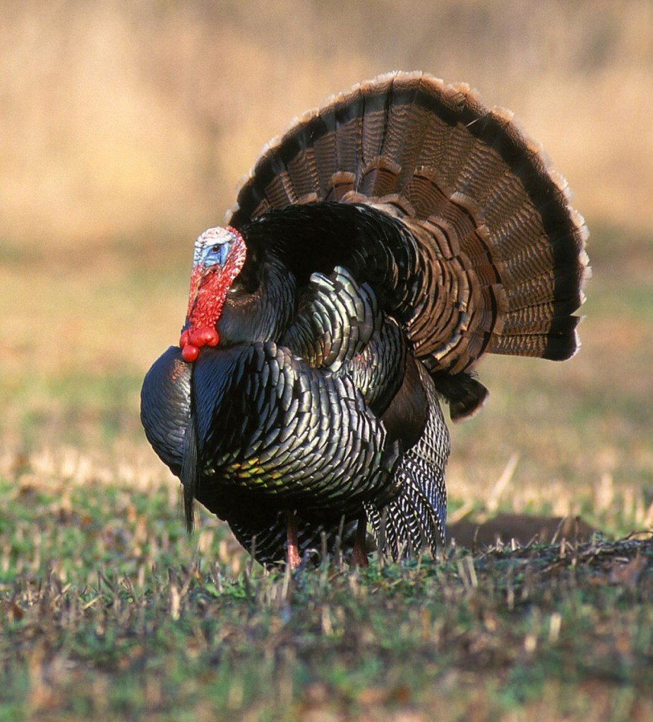 Turkeys can be fickle when responding to call, so hunters should carry several calls and be prepared when they go into the woods.