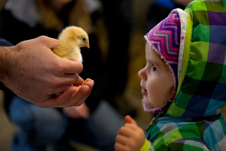 Natalie Daigle of Yarmouth, 1, meets a chick held by Nathan Cross, an educator at Wolfe's Neck Center, during the First Time Farmers program at the center in Freeport on April 15. The program, for children 3 and younger, introduces participants to the animals and the farm where they get to try out chores and help collect eggs.