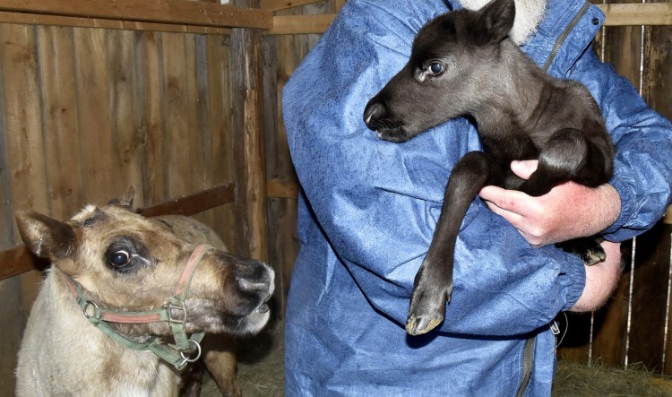 A reindeer cow named Cocoa looks on Wednesday as Ed Papsis of Pony X-Press zoo in Winslow holds a four-day-old female reindeer calf born on Easter Sunday at the Winslow farm. Papsis said the calf is the first reindeer born in Maine in the last 20 years.