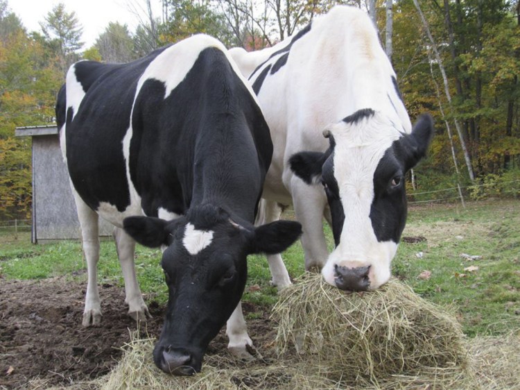 Isadora and Theodore, pet Holsteins owned by Daria Goggins, of Richmond, were shot and killed on Nov. 20, 2015.