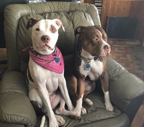 Buxton police are investigating after two pit bulls were shot and wounded at their owners' home.
