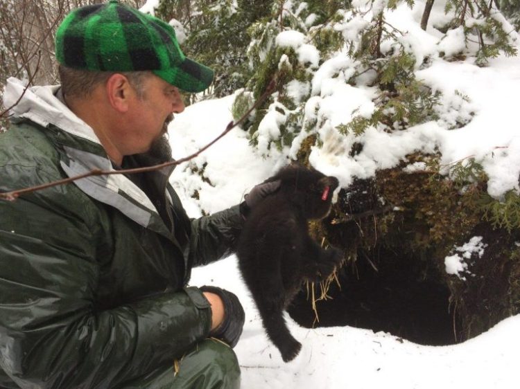 Biologist Randy Cross of the Maine Department of Inland Fisheries and Wildlife places the cub at the mouth of a bear den. 