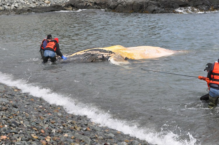 A dead female juvenile humpback whale was found floating off Lubec, and researchers are trying to find out more about what led to its death.