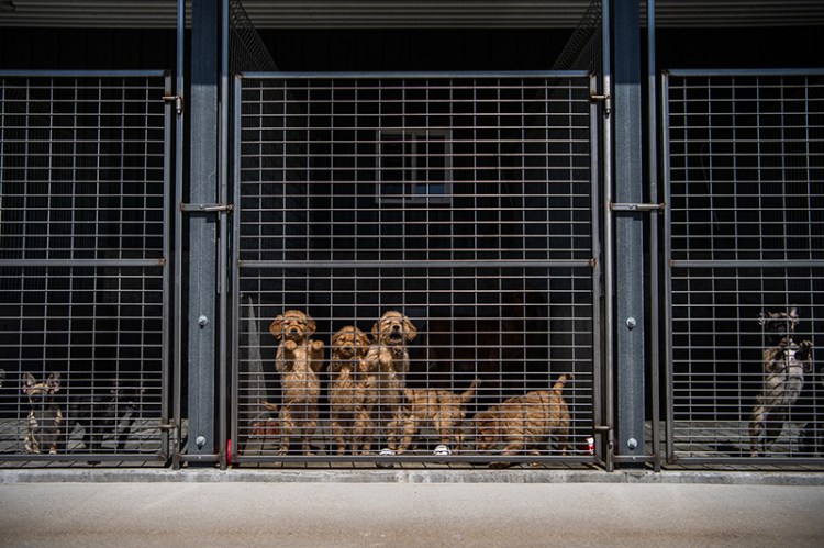 Golden retriever puppies, center, gather near the gate at the Sugarfork Kennels in Goodman, Mo. 