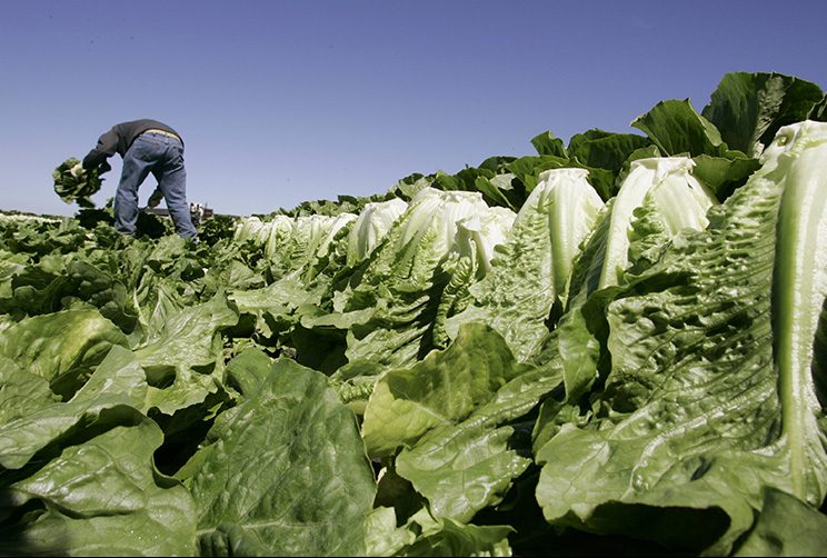A worker harvests romaine lettuce in Salinas, Calif. in 2007. 