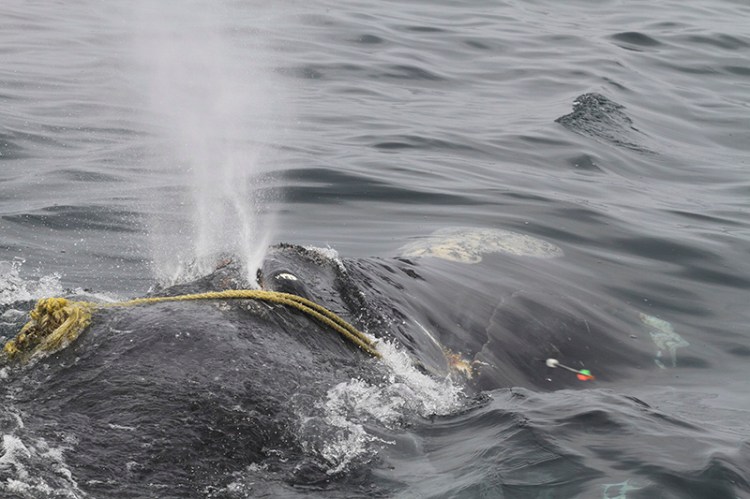 In this April 12 photo taken by Lisa Sette on Stellwagen Bank off of Massachusetts, the right whale known as “Kleenex” is shown entangled in fishing gear.