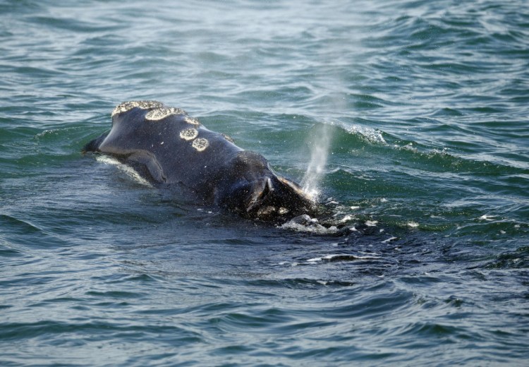A North Atlantic right whale feeds on the surface of Cape Cod bay off the coast of Plymouth, Mass., in 2018. 