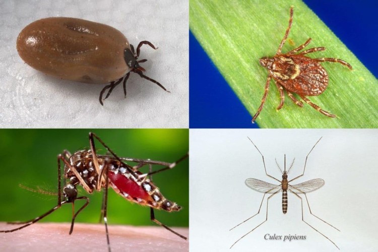 Clockwise from top left: The deer tick, which transmits Lyme disease; the American dog tick, which transmits Rocky Mountain spotted fever and tularemia; the Culex pipiens mosquito, which transmits West Nile virus; and the Aedes aegypti mosquito, which transmits Zika, dengue and chikungunya.