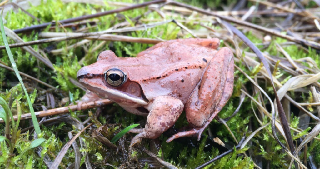 A common wood frog sits on a forest floor in Ohio last April, after spending the winter frozen solid.