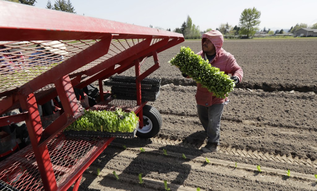 Noe Contrez carries a tray of romaine lettuce transplants as he works at the EG Richter Family Farm in Puyallup, Wash. A farm in Yuma, Ariz., has been identified so far as supplying the lettuce linked to the current E. coli outbreak.