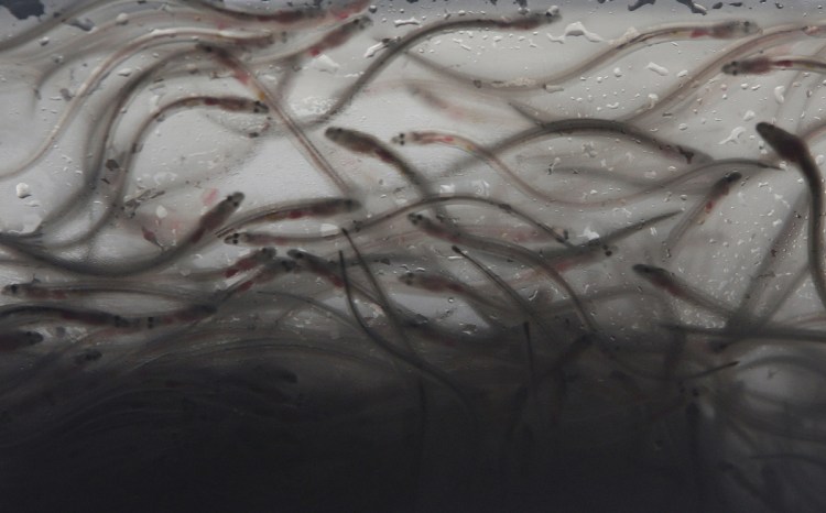 A Maine man pleaded guilty in the fall to trafficking in elvers or baby eels that were caught illegally. He is one of 21 men charged in the scheme.