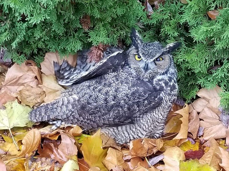A great horned owl, its left pupil dilated, is shown shortly after a driver found it trapped in the grille of his truck.