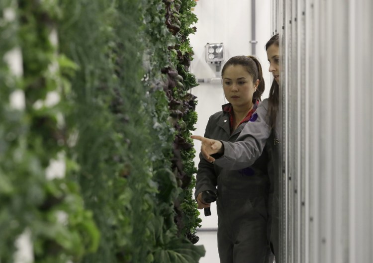 Production manager Emy Kelty, left, and senior grower Molly Kreykes scan and monitor plants growing on towers in the grow room at the Plenty, Inc. office.