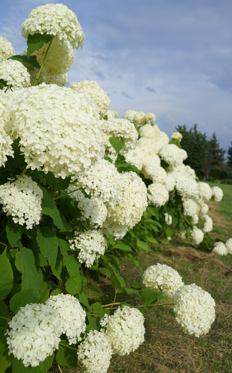 The problem with "Annabelle" hydrangea? It flops.