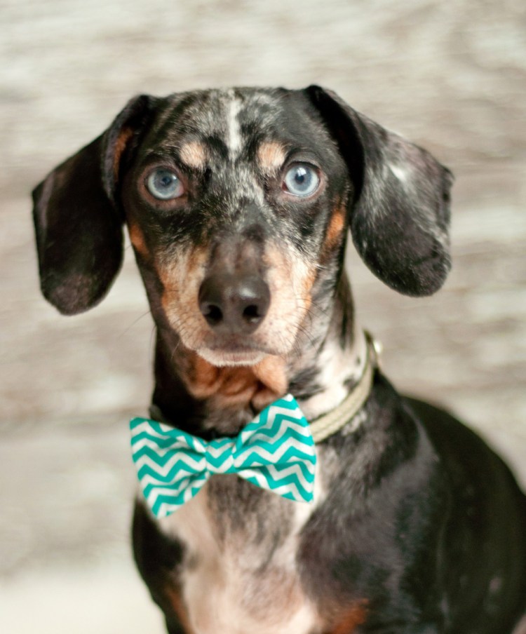These bow ties have elastic on the back, so the tie just slides right onto your pet's collar.
