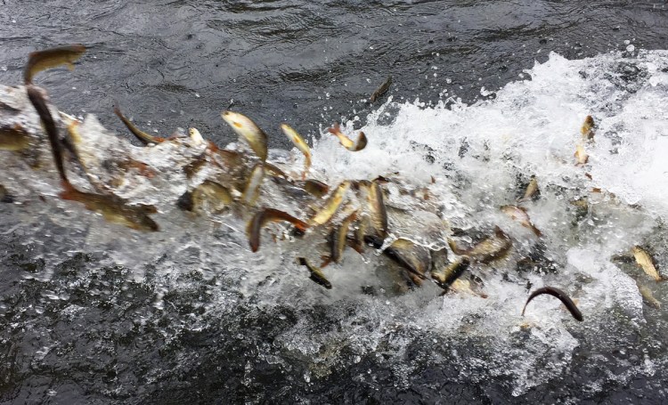 Hundreds of juvenile coho salmon are released into the Lostine River in northeastern Oregon in March 2017. One stock of Coho salmon was removed from the overfishing list, but another stock of the same fish was added to the same list.