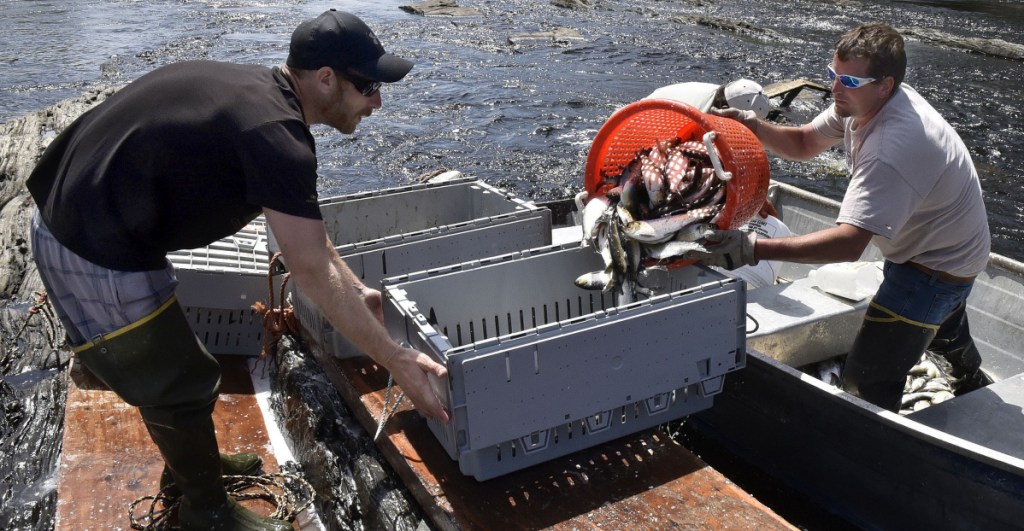 Ryan Schultz, left, steadies a crate Wednesday as Ernie Wallace fills it with alewives netted below the Benton Falls dam.