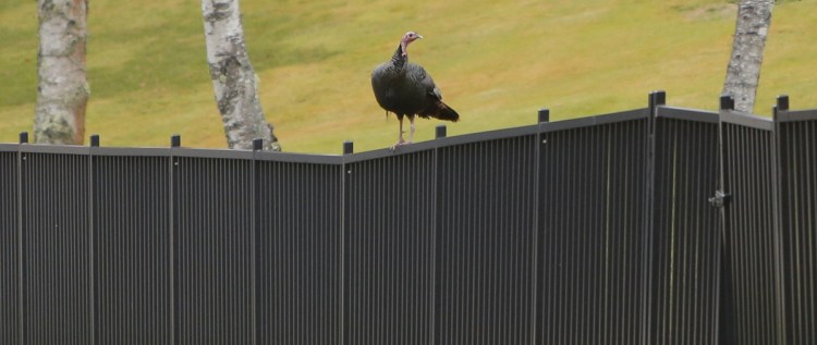 Maybe possessing confidence now that Thanksgiving has passed, a wild turkey sits atop a fence along Brown Street in Kennebunk on Dec. 11, 2012.