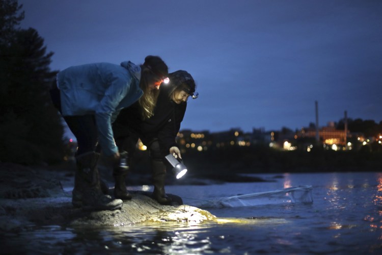 Licensed eel fishermen Jessica Card, left, and Julie Keene use flashlights to watch for elvers from the banks of the Penobscot River after setting a net in Brewer in 2015.