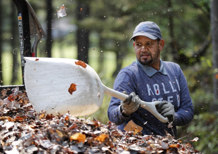 Angel Gonzalez shovels leaves into a trailer at Sebasco Harbor Resort in Phippsburg. Gonzalez is one of several Puerto Rican workers hired by the resort to do landscaping, housekeeping and kitchen work for the summer season. 