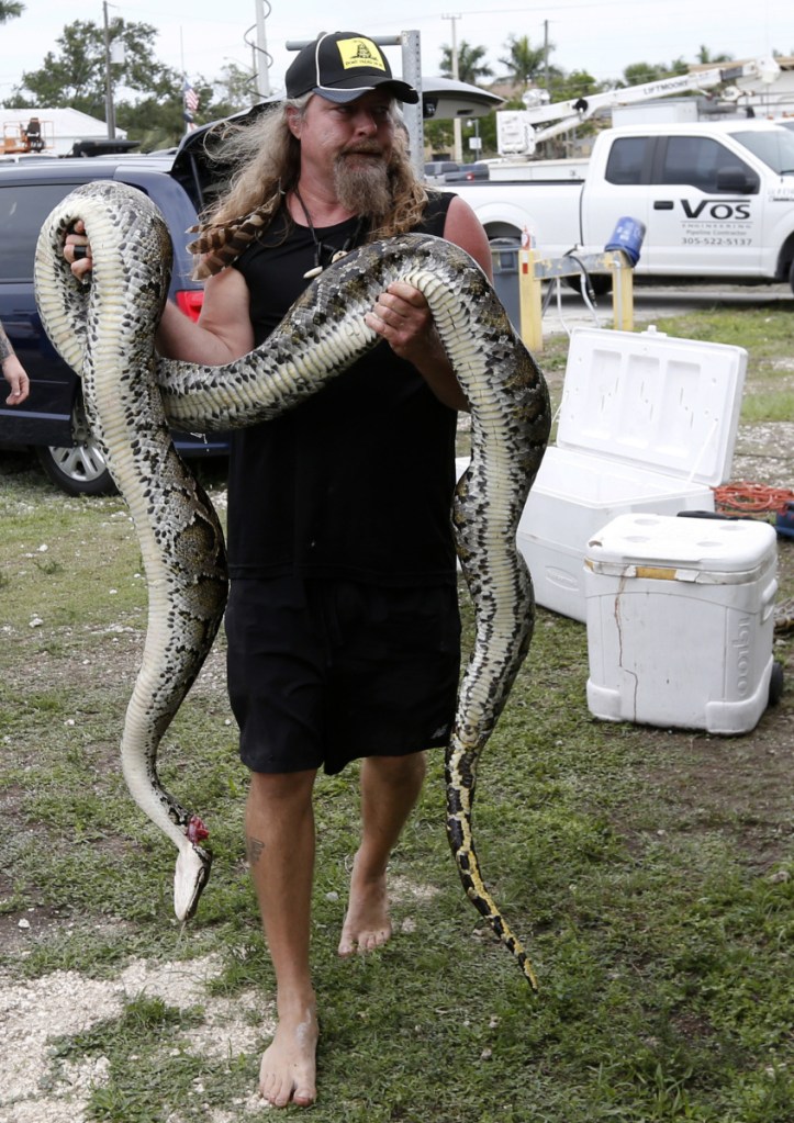 Python hunter Dusty Crum carries one caught in the Florida Everglades before having it weighed and measured in Homestead, Fla. The state has been paying a select group of hunters to kill the invasive snakes on state lands in South Florida since March 2017.
