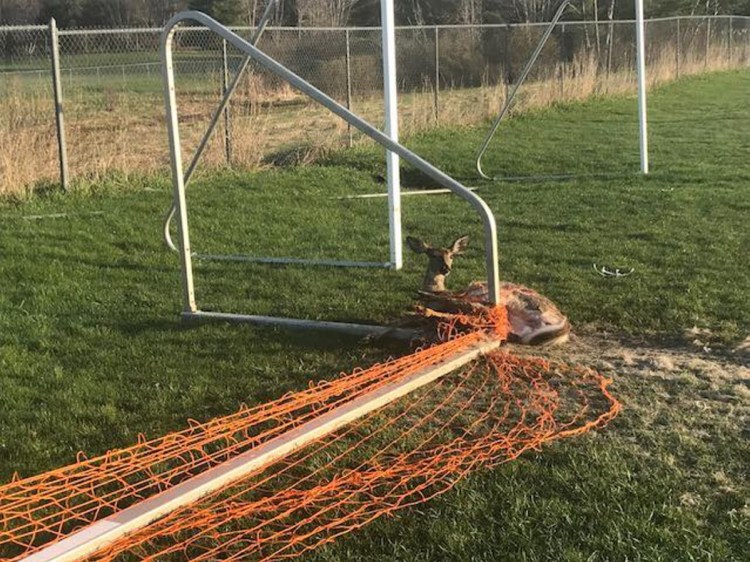 A deer was caught in a soccer goal net and freed by Augusta police Thursday morning.