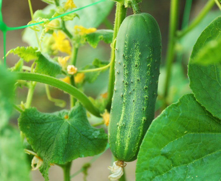Cucumbers prefer fertile, slightly alkaline soil.