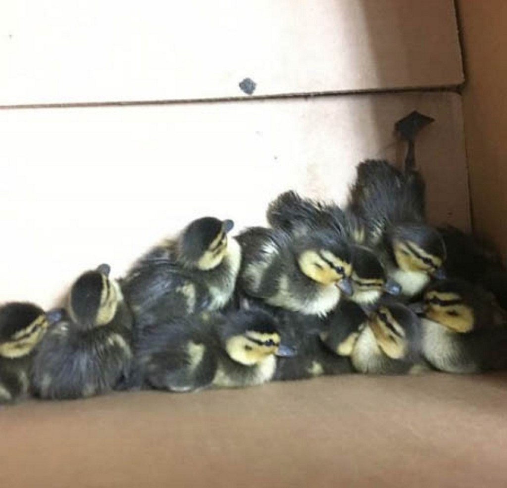 The baby ducks were taken to Avian Haven in Freedom.