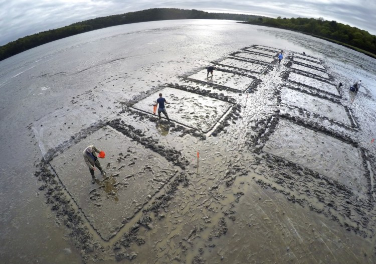 In this photo taken with a wide angle lens last week, a group of conservationists and clam diggers sprinkle baby clams onto plots on a mud flat on the Kennebec River in Arrowsic. Each plot will then be covered with a net to help keep away predators at the experimental clam farming project.