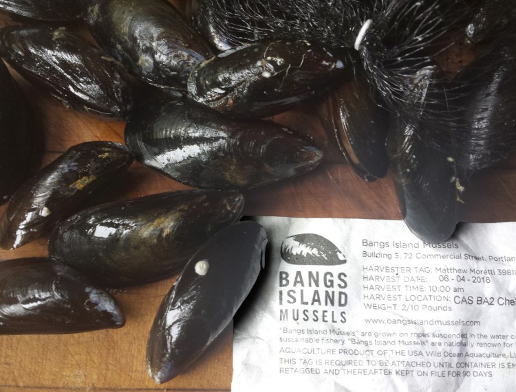 Bangs Island Mussels ready for the pot.