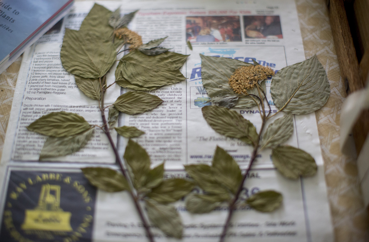 Acid Free Herbarium Specimen Newsprint