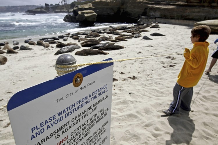 Children's Pool Beach in San Diego will remain closed from December to May to keep visitors from disturbing seals while they birth, nurse and wean their pups.