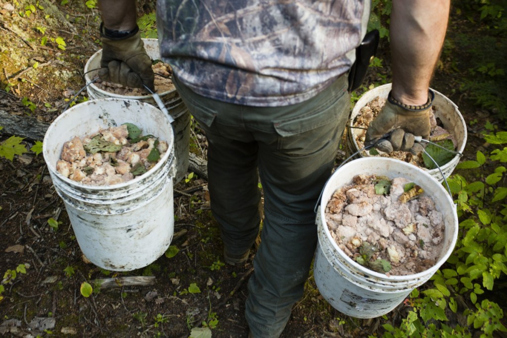 A hunting guide carries buckets of bear bait, mostly doughnuts, into a baiting site in 2015. A reader says baiting should be ended because it leads to bear overpopulation.