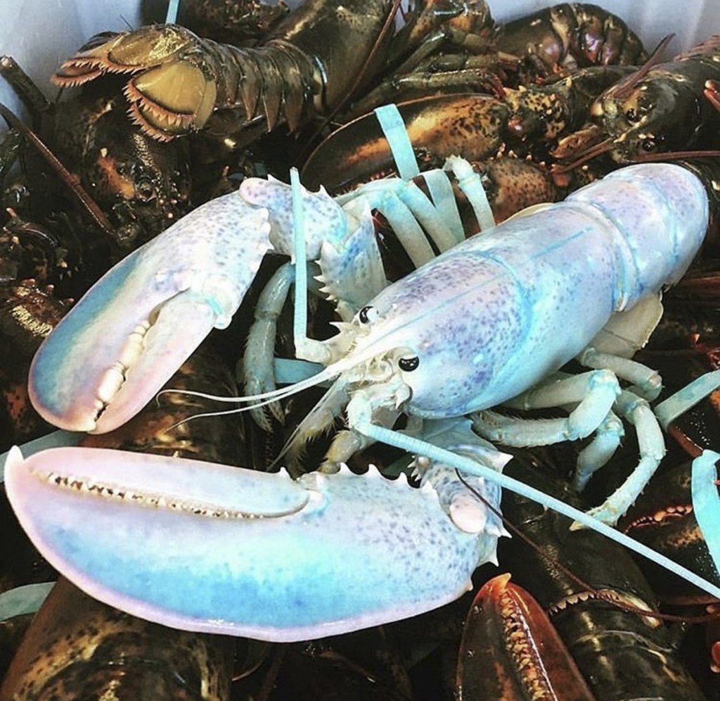 Robinson Russell, a Canadian lobsterman, posted this photo of a white lobster on Instagram back in early December, soon after he caught it. This week it was reposted on Instagram in Maine.  The lobster is still on display at an aquarium in St. Andrews, New Brunswick. 