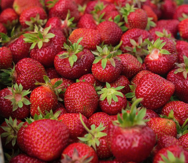 There are nearly 20 farms in Cape Elizabeth, including three that grow strawberries.