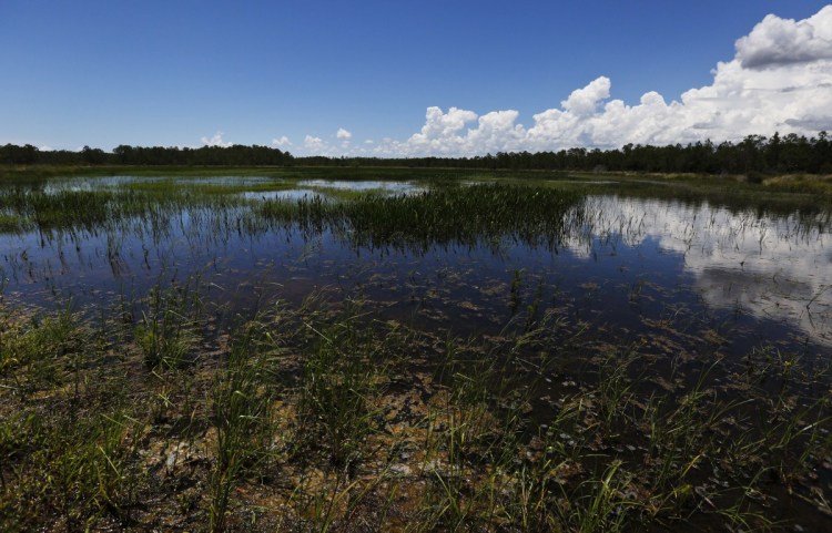 An emergent marsh reflects the sky at the Panther Island Mitigation Bank this week near Naples, Fla., one of the success stories behind the federal government's preferred method of protecting U.S. wetlands from damage from development.