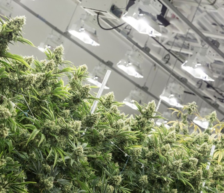 Plants thrive in a well-lit grow room at Wellness Connection's Auburn facility. Efficiency Maine's decision did not surprise the cannabis company's CEO.