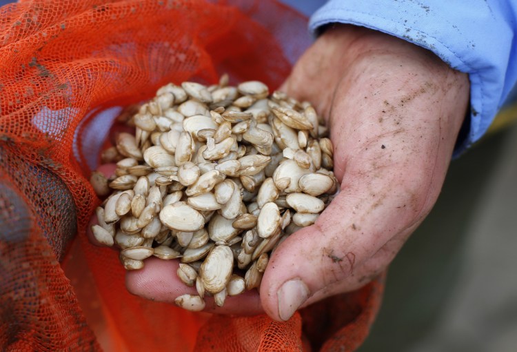 Young clams are removed from a net at a soft-shell clam farming project in Arrowsic. All sectors affected by climate change must unite to create solutions, a reader writes.